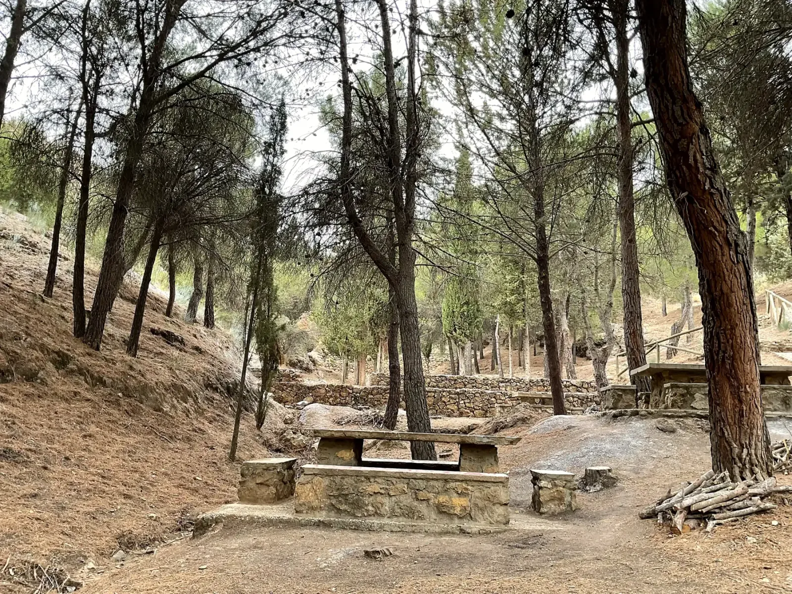 Pinar y mesas de piedra en el merendero de El Calache