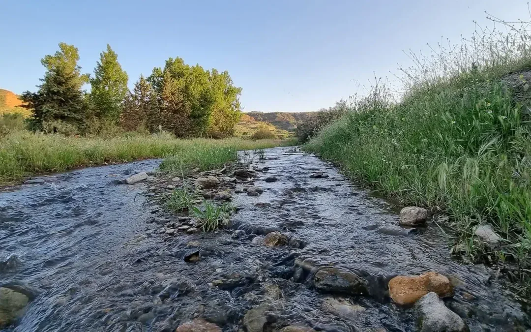Agua y vegetación de ribera del río Alhama