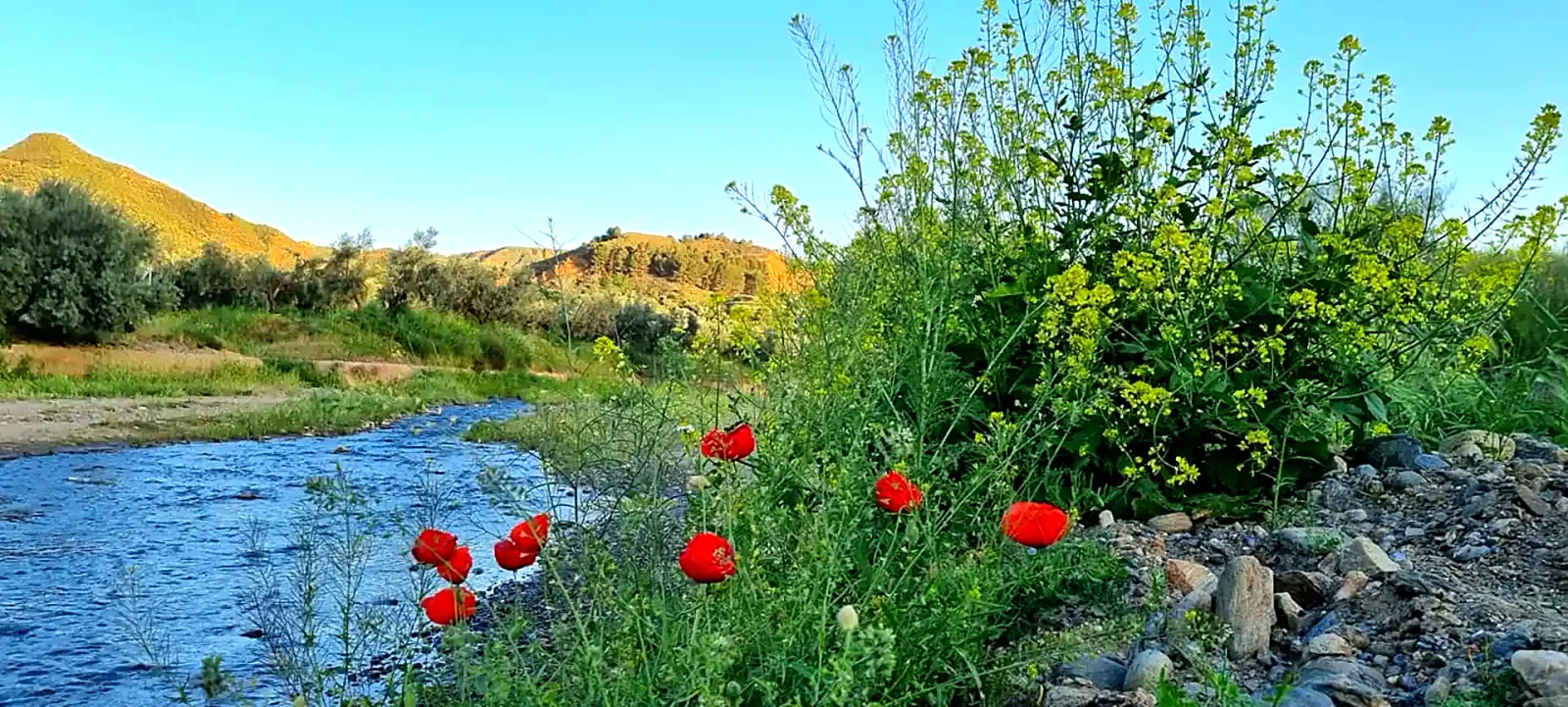 Río Alhama junto a vegetación de ribera y amapolas rojas