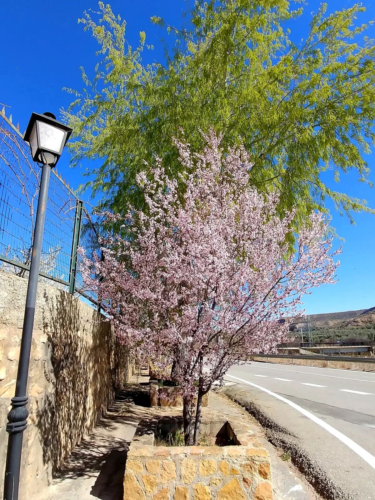 Árbol en flor junto a la entrada de Beas de Guadix