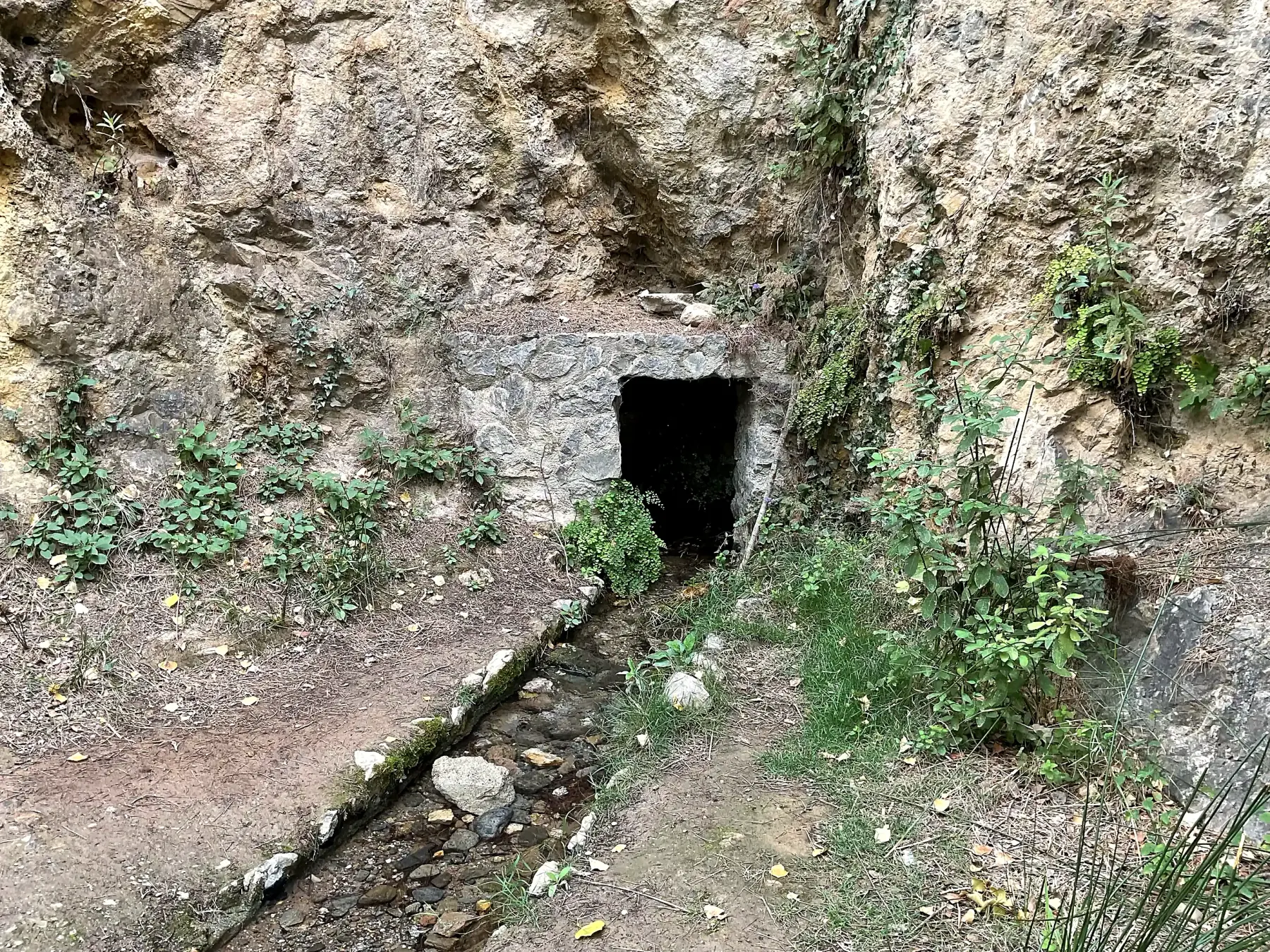 Nacimiento de agua de El Calache saliendo entre la roca y la vegetación