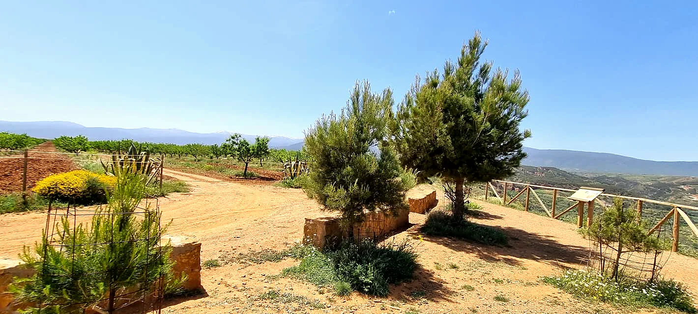 Pinos y espacio de estancia del mirador durante la hora dorada